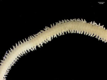Media type: image; Invertebrate Zoology OPH-6796